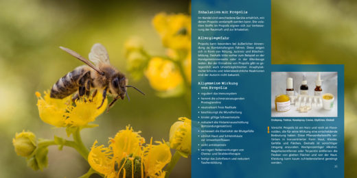 Die Heilkraft der Bienen - Gesund mit Apitherapie